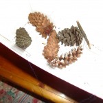 How to make a pine cone bird feeder. Fun craft for kids.