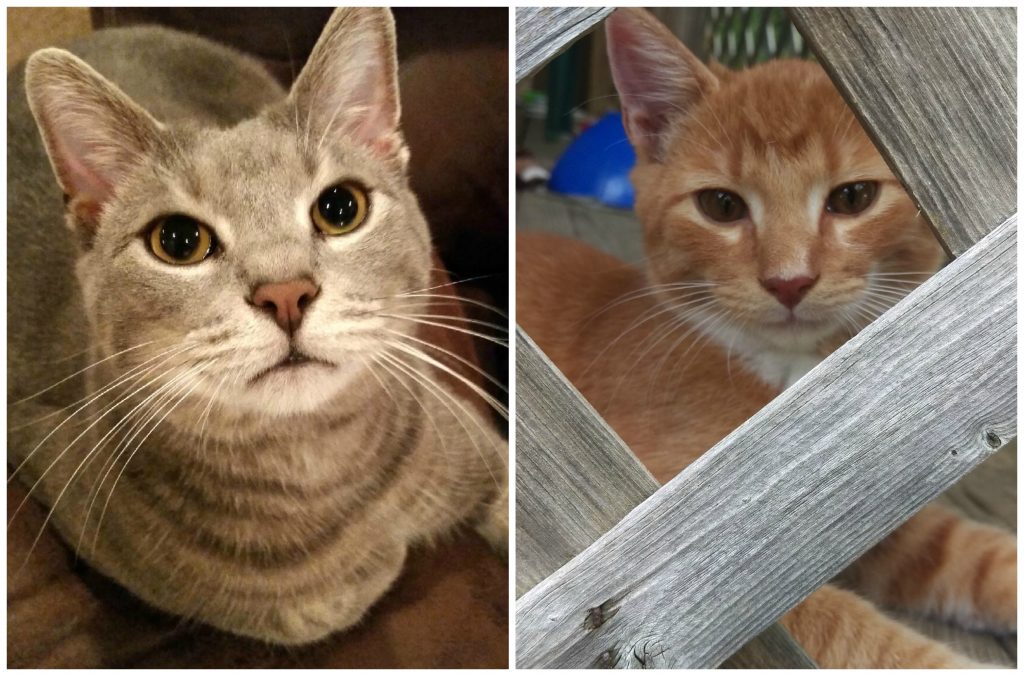 Cats