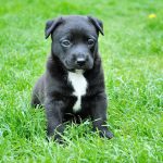 How To Teach Your Dog To Come To You.